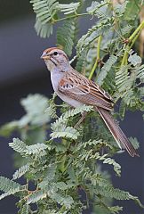Rufous-winged Sparrow